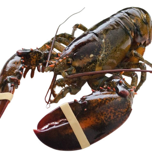 Live Maine Lobster